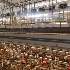 Broiler cage equipment