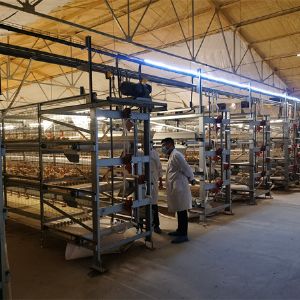 Installation site of broiler cage equipment