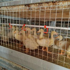 Duck breeding equipment cage door feeding machine