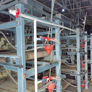 Installation site of cage duck breeding equipment