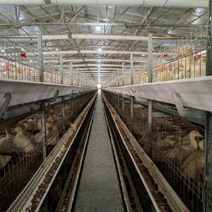 Meat duck cage equipment